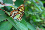 UK, Warwickshire, STRATFORD-UPON-AVON, Butterfly House, Malachite butterfly, UK25658JPL