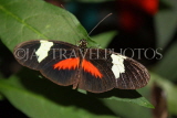 UK, Warwickshire, STRATFORD-UPON-AVON, Butterfly House, Postman Buttefly, UK22305JPL