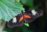 UK, Warwickshire, STRATFORD-UPON-AVON, Butterfly House, Postman Buttefly, UK25632JPL