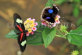 UK, Warwickshire, STRATFORD-UPON-AVON, Butterfly House, Postman Buttefly, UK25633JPL