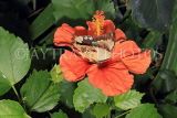 UK, Warwickshire, STRATFORD-UPON-AVON, Butterfly House, butterfly on Hibiscus flower, UK25691JPL