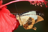 UK, Warwickshire, STRATFORD-UPON-AVON, Butterfly House, butterfly on Hibiscus flower, UK25692JPL