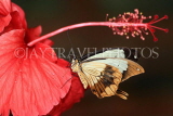 UK, Warwickshire, STRATFORD-UPON-AVON, Butterfly House, butterfly on Hibiscus flower, UK25693JPL