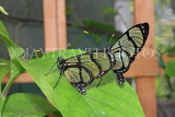 UK, Warwickshire, STRATFORD-UPON-AVON, Butterfly House, tropical butterflies, UK25697JPL