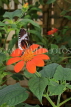 UK, Warwickshire, STRATFORD-UPON-AVON, Butterfly House, tropical butterfly, UK25681JPL