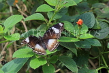 UK, Warwickshire, STRATFORD-UPON-AVON, Butterfly House, tropical butterfly, UK25686JPL