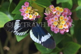 UK, Warwickshire, STRATFORD-UPON-AVON, Butterfly House, tropical butterfly, UK25689JPL
