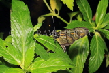 UK, Warwickshire, STRATFORD-UPON-AVON, Butterfly House, tropical butterfly, UK25698JPL