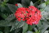 UK, Warwickshire, STRATFORD-UPON-AVON, Butterfly House, tropical flowers, UK25641JPL