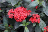 UK, Warwickshire, STRATFORD-UPON-AVON, Butterfly House, tropical flowers, UK25642JPL