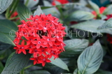 UK, Warwickshire, STRATFORD-UPON-AVON, Butterfly House, tropical flowers, UK25643JPL