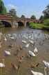 UK, Warwickshire, STRATFORD-UPON-AVON, River Avon, Tramway Bridge, swans and geese, UK25490JPL