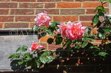 UK, Wiltshire, SALISBURY, Watermeadows, Rose bush against house wall, UK8615JPL
