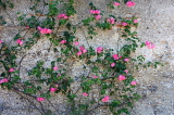 UK, Wiltshire, SALISBURY, Watermeadows, Rose bush against house wall, UK8616JPL