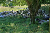 UK, Wiltshire, SALISBURY, Watermeadows, sheep resting under tree, UK8181JPL