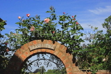 UK, Wiltshire, SALISBURY, climbing rose bush on house gate, the Watermeadows, UK8330JPL