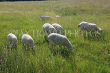 UK, Wiltshire, SALISBURY, sheep grazing at the Watermeadows, UK8346JPL