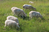 UK, Wiltshire, SALISBURY, sheep grazing at the Watermeadows, UK8347JPL