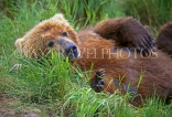 USA, ALASKA, coastal Brown Bear (Grizzly), US2682JPL