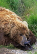 USA, ALASKA, coastal Brown Bear (Grizzly), US2683JPL