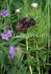 USA, ALASKA, flora, Chocolate Lily, US3891JPL