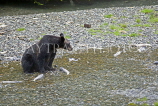 USA, Alaska, Grizzly Bear in creek at Fish Creek in Hyder, US3944JPL