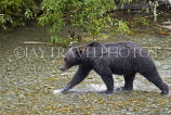 USA, Alaska, Grizzly Bear in creek at Fish Creek in Hyder, US3945JPL
