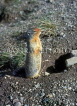 USA, Arizona, Ground Squirrel, USGC32JPL