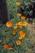 USA, California, Los Angeles, Californian Poppy, US4061JPL