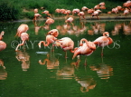 USA, California, Los Angeles Zoo, Pink Flamingos, US234JPL
