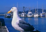 USA, California, SAN FRANCISCO, San Francisco Bay, Seagull, US3810JPL