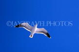 USA, California, SAN FRANCISCO, Seagull against blue sky, US229JPL