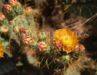 USA, Nevada, MOJAVE DESERT, Red Rock Canyon, Cactus flowers, RRC89JPL