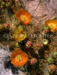 USA, Nevada, MOJAVE DESERT, Red Rock Canyon, Cactus flowers, US3983JPL
