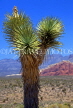 USA, Nevada, MOJAVE DESERT, Red Rock Canyon, Joshua Tree, RRC71JPL