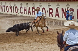 USA, Texas, SAN ANTONIO, Maxican Rodeo Fiesta, calf pulling event, US4301JPL
