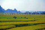 VIETNAM, Halong Bay, rice fields and farmers, VT656JPL