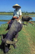 VIETNAM, Hoi An, farmer on buffalo, VT379JPL
