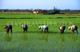 VIETNAM, Hoi An, farmers in rice (paddy) fields, VT156JPL