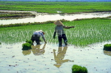 VIETNAM, Hoi An, rice field, farmers planting young plants, VT466JPL