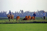VIETNAM, Hoi An, rice field with farmers and buffalo, VT465JPL