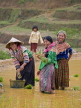 VIETNAM, Lao Cai province, Bac Ha, Hmong women planting rice at, VTJPL