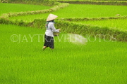 VIETNAM, Lao Cai province, Sapa, Tam Duong, farmer fertilizing rice fields, VT642JPL