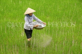 VIETNAM, Lao Cai province, Sapa, Tam Duong, farmer fertilizing rice fields, VT643JPL
