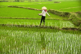 VIETNAM, Lao Cai province, Sapa, Tam Duong, farmer fertilizing rice fields, VT644JPL