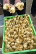 VIETNAM, Lao Cai province, Sapa, Tam Duong market, chicks for sale, VT628JPL