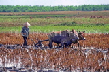 VIETNAM, Mekong Delta, farmer ploughing field with oxen, VT467JPL