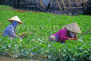 VIETNAM, Mekong River, people harvesting reeds for cooking, VT659JPL