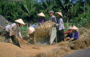 VIETNAM, Nha Trang, farmers threshing paddy (rice), VT482JPL