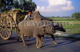 VIETNAM, Tay Ninh, buffalo and cart, rural scene, VT164JPL